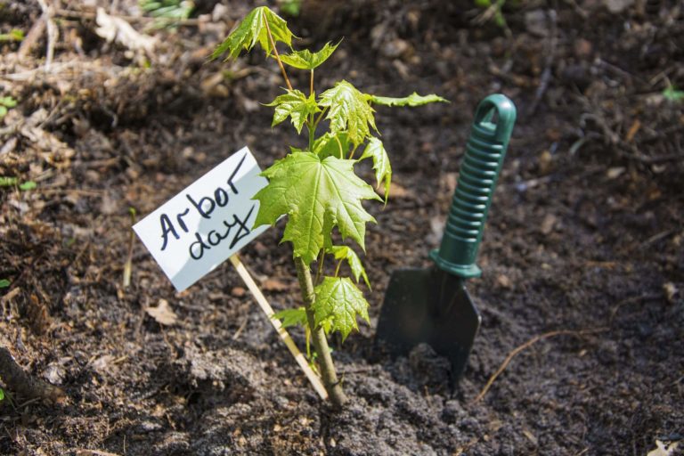 Tree seedling planted in soil but a sign that says ‘Arbor day.’